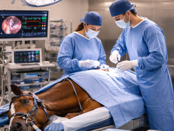 servicio integración quirofanos veterinarios